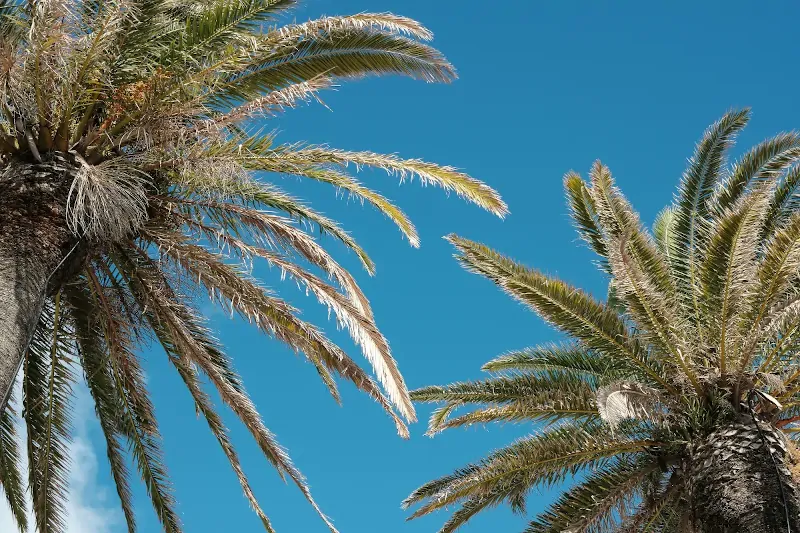 Wetter für eure Hochzeit auf Gran Canaria